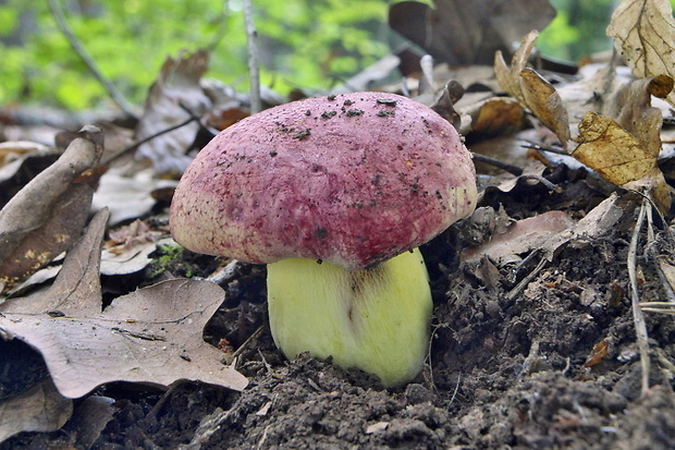 hríb kráľovský Butyriboletus regius (Krombh.) D. Arora & J.L. Frank