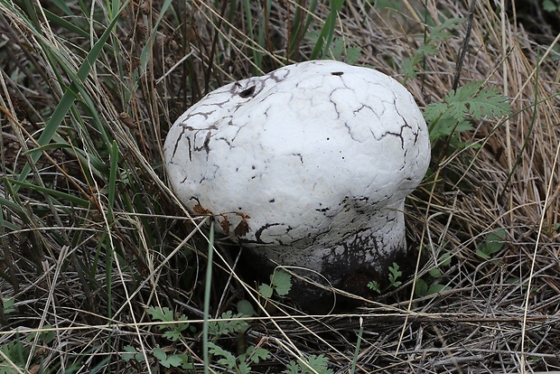 rozpadavec krehký Calvatia cyathiformis (Bosc) Morgan