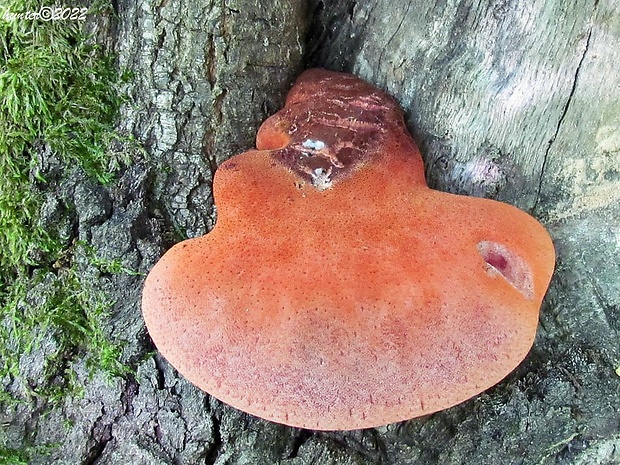 pečeňovec dubový Fistulina hepatica (Schaeff.) With.