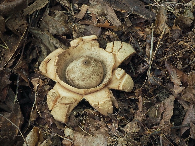 hviezdovka trojitá Geastrum triplex Jungh.