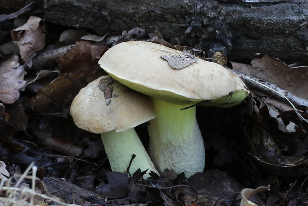 hríb plavý Hemileccinum impolitum (Fr.) Šutara