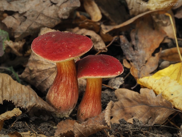 suchohríb karmínový Hortiboletus rubellus (Krombh.) Simonini, Vizzini & Gelardi