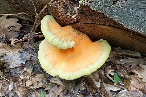 sírovec obyčajný Laetiporus sulphureus (Bull.) Murrill