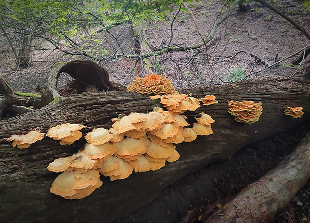 sírovec obyčajný Laetiporus sulphureus (Bull.) Murrill