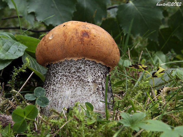 kozák žltooranžový Leccinum versipelle (Fr. & Hök) Snell