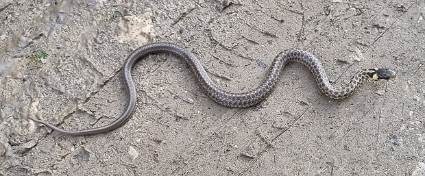 užovka obojková Natrix natrix