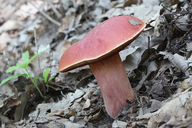 hríb Dupainov Rubroboletus dupainii (Boud.) Kuan Zhao & Zhu L. Yang