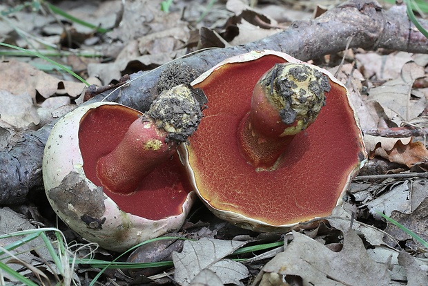 hríb purpurový Rubroboletus rhodoxanthus Kuan Zhao &amp; Zhu L. Yang