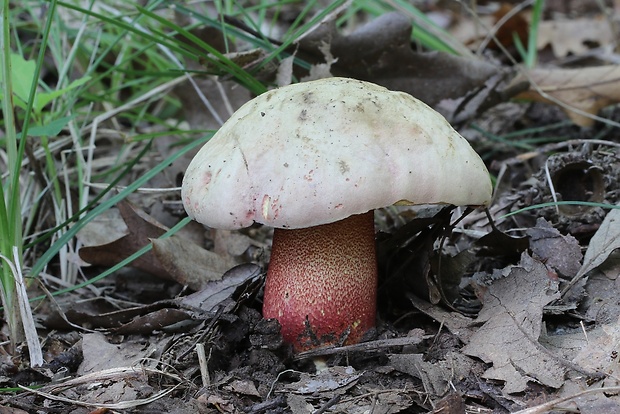 hríb purpurový Rubroboletus rhodoxanthus Kuan Zhao &amp; Zhu L. Yang