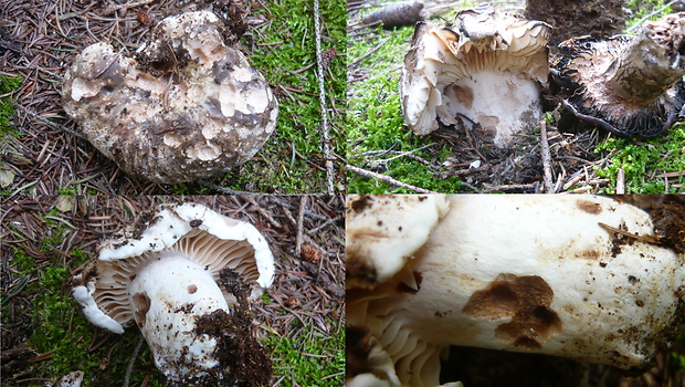 plávka počerná Russula adusta (Pers.) Fr.