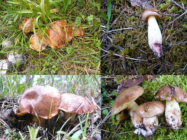 masliak kopcový Suillus collinitus (Fr.) Kuntze