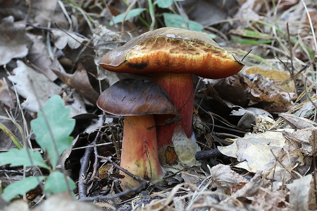 hríb zrnitohlúbikový Sutorius luridiformis (Rostk.) G. Wu & Zhu L. Yang