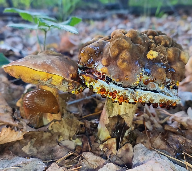 hríb zrnitohlúbikový Sutorius luridiformis (Rostk.) G. Wu & Zhu L. Yang