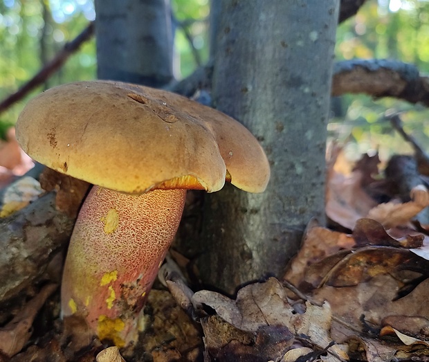 hríb zrnitohlúbikový Sutorius luridiformis (Rostk.) G. Wu & Zhu L. Yang