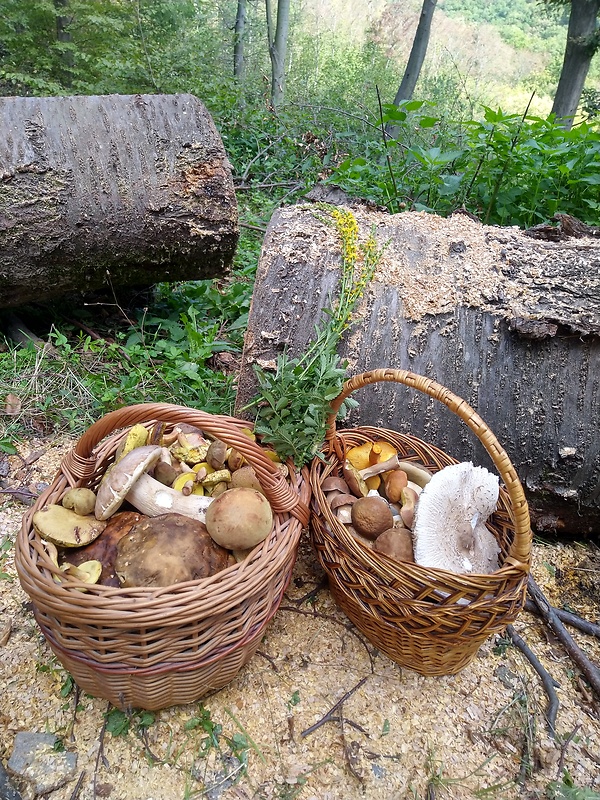 hríb dubový Boletus reticulatus Schaeff.