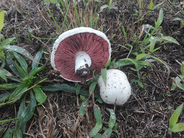 pečiarka  Agaricus