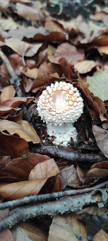 muchotrávka červená Amanita muscaria (L.) Lam.