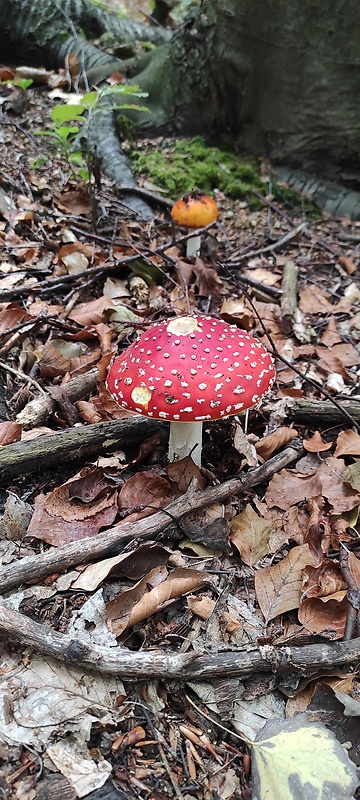 muchotrávka červená Amanita muscaria (L.) Lam.