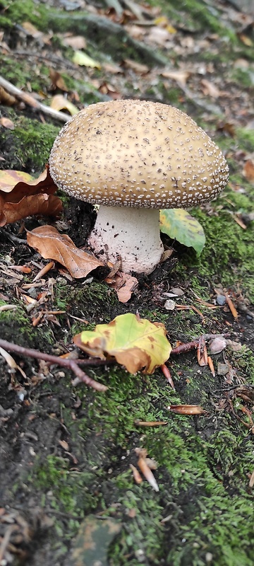 muchotrávka červenkastá Amanita rubescens Pers.