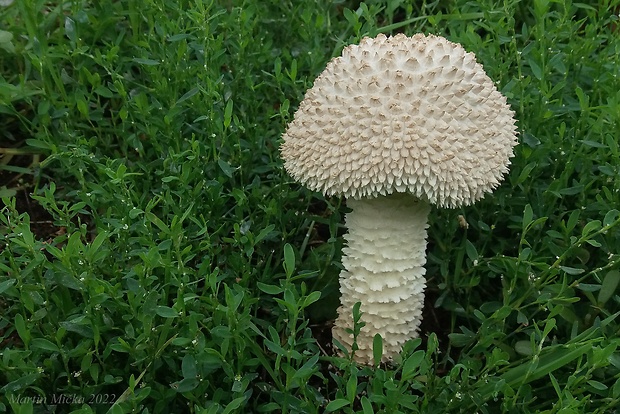 muchotrávka Vittadiniho Amanita vittadinii (Moretti) Vittad.