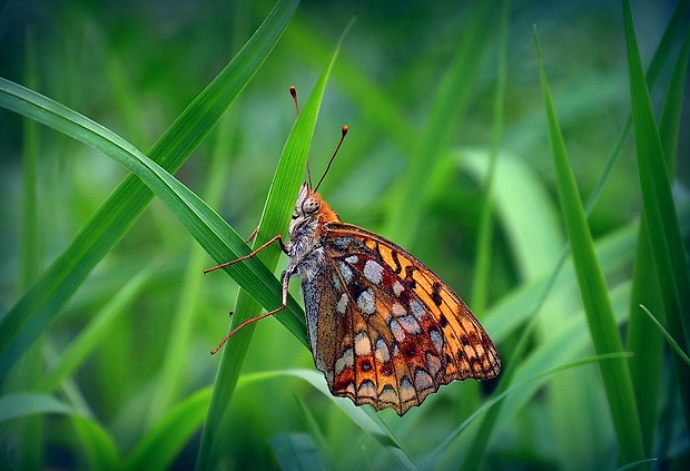 perlovec fialkový (sk) / perleťovec prostřední (cz) Argynnis adippe (Denis & Schiffermüller, 1775)