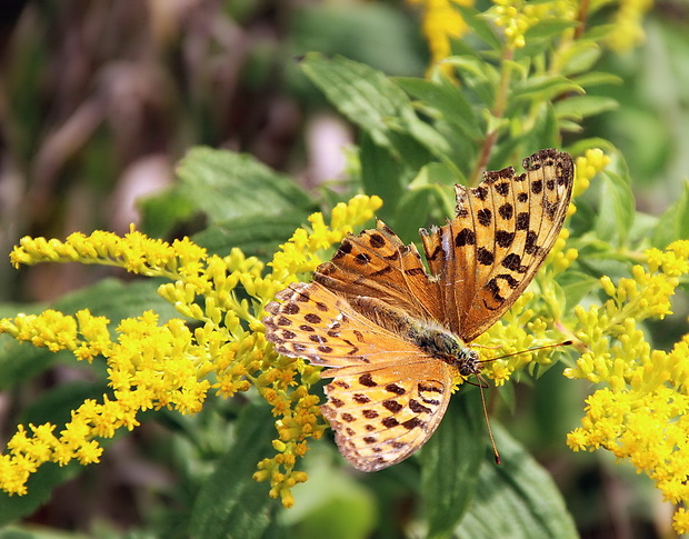 perlovec striebristopásavý Argynnis paphia