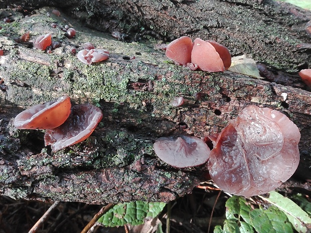 uchovec bazový Auricularia auricula-judae (Bull.) Quél.