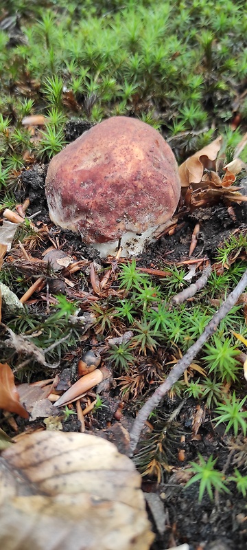 hríb sosnový Boletus pinophilus Pil. et Dermek in Pil.