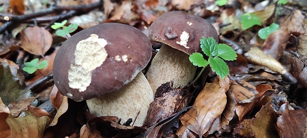 hríb dubový Boletus reticulatus Schaeff.