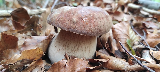 hríb dubový Boletus reticulatus Schaeff.