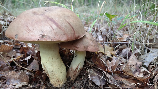 hríb príveskatý Butyriboletus appendiculatus (Schaeff. ex Fr.) Secr.