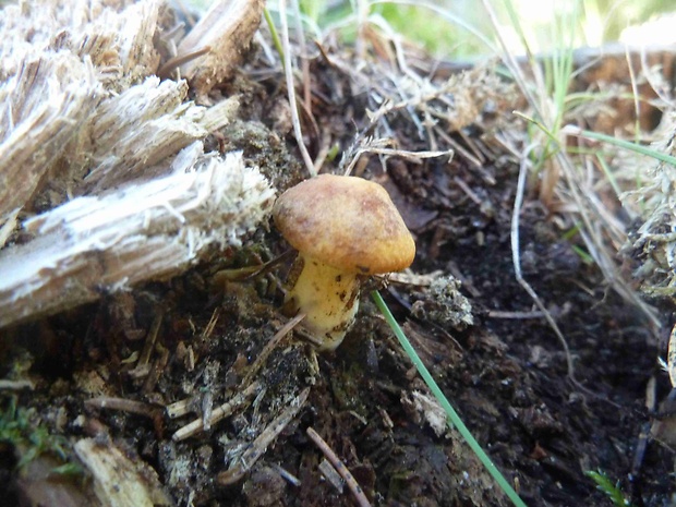 kuriatko jedlé ametystové Cantharellus amethysteus (Quél.) Sacc.