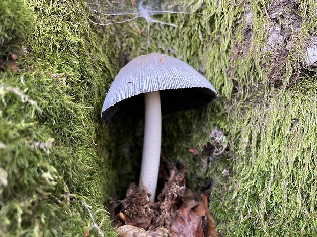 hnojník nápadný Coprinopsis insignis (Peck) Redhead, Vilgalys & Moncalvo