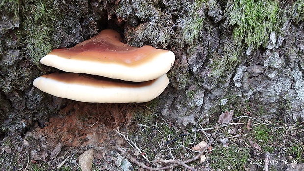 lesklokôrovka Ganoderma sp.