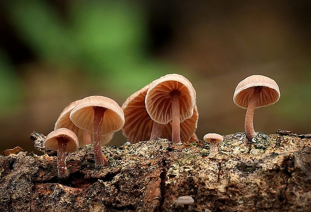 špička smradľavá Gymnopus foetidus (Sowerby) J.L. Mata & R.H. Petersen