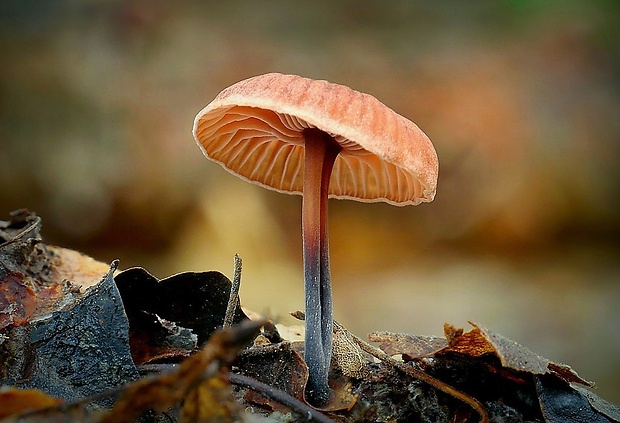 špička smradľavá Gymnopus foetidus (Sowerby) J.L. Mata & R.H. Petersen