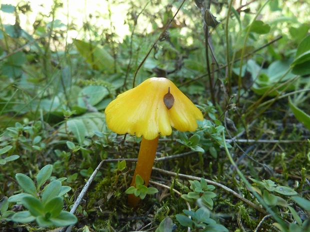 lúčnica hrotitá Hygrocybe acutoconica (Clem.) Singer