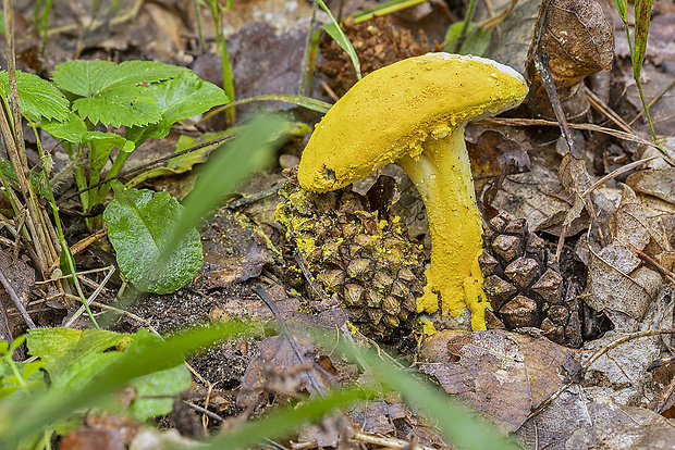 hubožer zlatožltý Hypomyces chrysospermus Tul. & C. Tul.