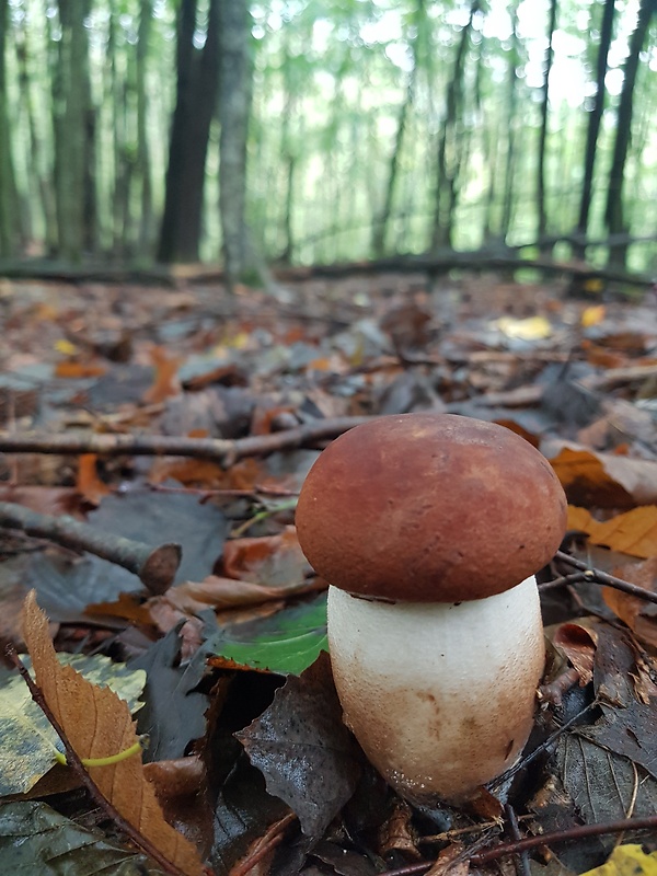 kozák osikový Leccinum albostipitatum den Bakker & Noordel.