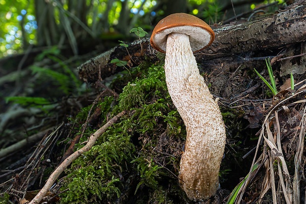 kozák dubový Leccinum aurantiacum (Bull.) Gray