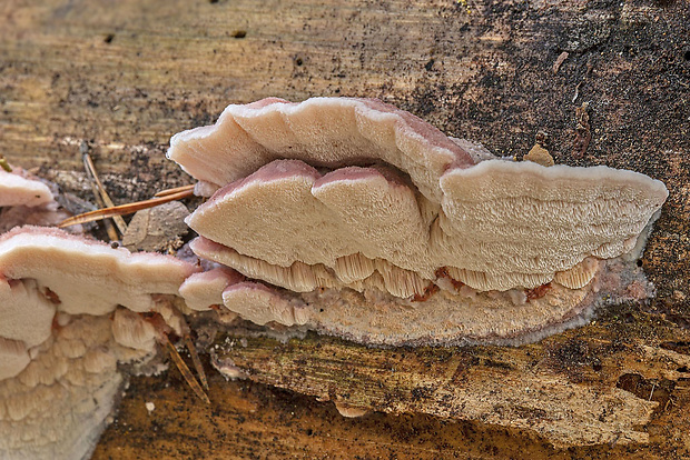 tvarohovček fialovejúci Leptoporus mollis (Pers.) Quél.