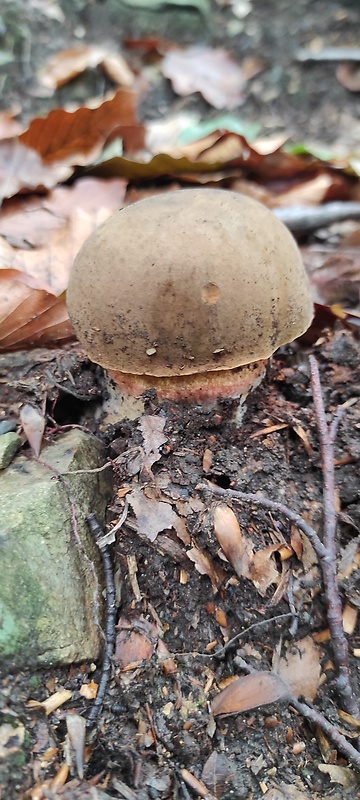 hríb zrnitohlúbikový Sutorius luridiformis (Rostk.) G. Wu & Zhu L. Yang