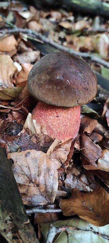 hríb zrnitohlúbikový Sutorius luridiformis (Rostk.) G. Wu & Zhu L. Yang