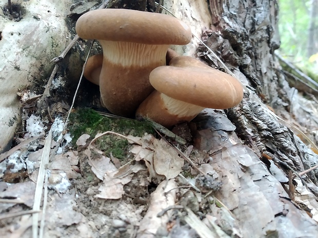 čechračka tmavohlúbiková Tapinella atrotomentosa (Batsch) Šutara