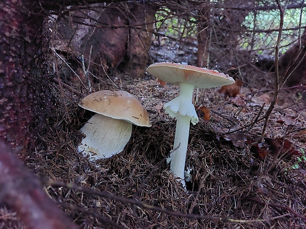 hríb smrekový, muchotrávka červená Boletus edulis, Amanita muscaria