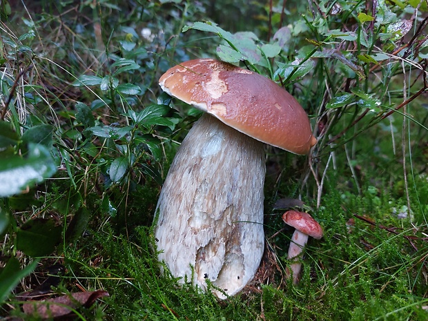 hríb smrekový Boletus edulis Bull.