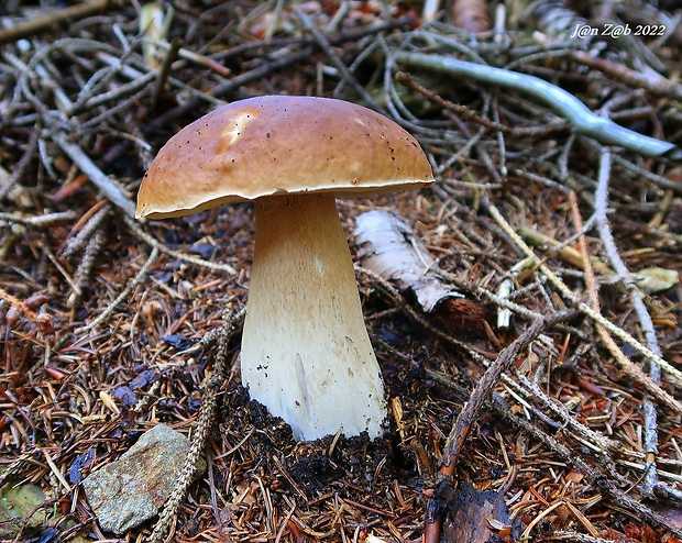 hríb smrekový Boletus edulis Bull.