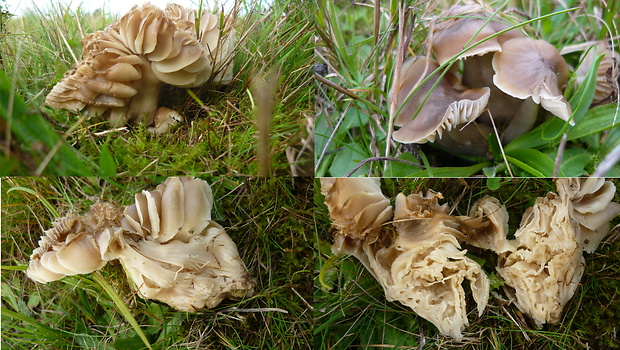 lúčnica sivohnedá Neohygrocybe pseudoingrata Fuljer, Zajac, Boertm. & Kautman.