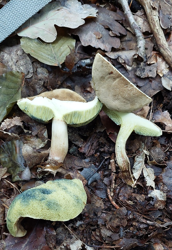 suchohríb Xerocomus sp.