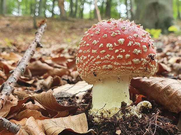 muchotrávka červená Amanita muscaria (L.) Lam.